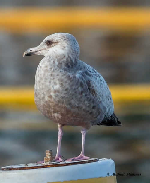HerringGull012117 1