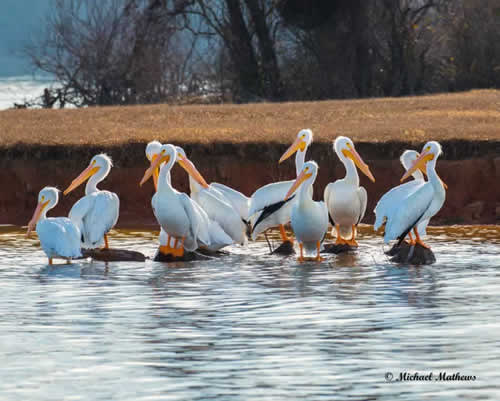 Pelicans012117 6