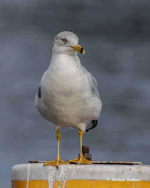 RingbilledGull012117 1