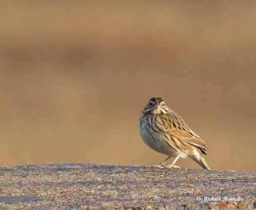 SongSparrow012117 2