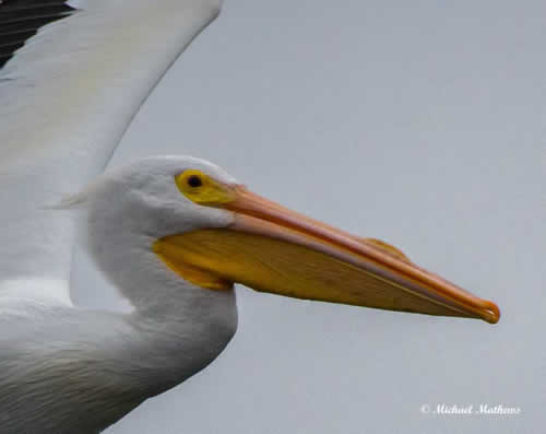 WhitePelicanFlyby012117 2