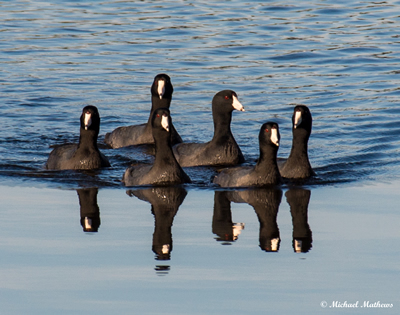 AmericanCoot111116 2