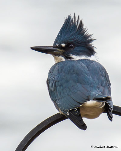 Belted Kingfisher 12 18 16 3