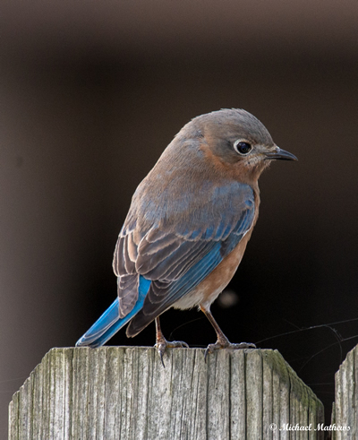 EasternBluebird11 2916 3