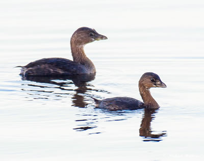 PiedBilledGrebe103116 3