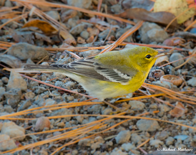 PineWarbler11 28 16 2