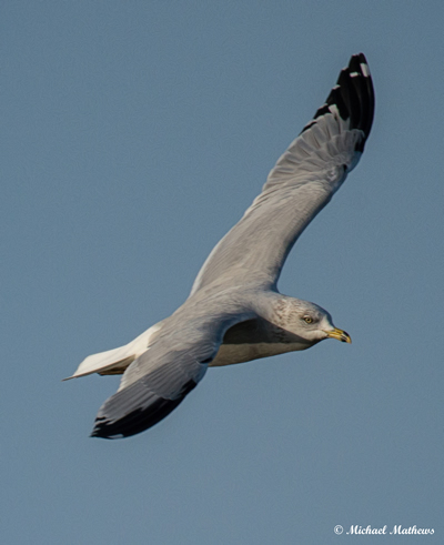 RingBilledGull120216 1