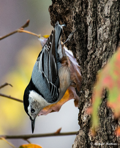 WhiteBreastedNuthatch11 2916 1