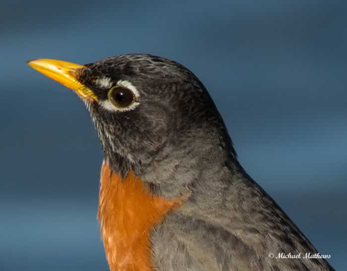 AmericanRobin040417 1