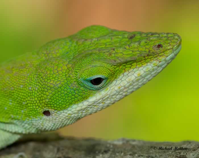 AnolisCarolinensis041617 1