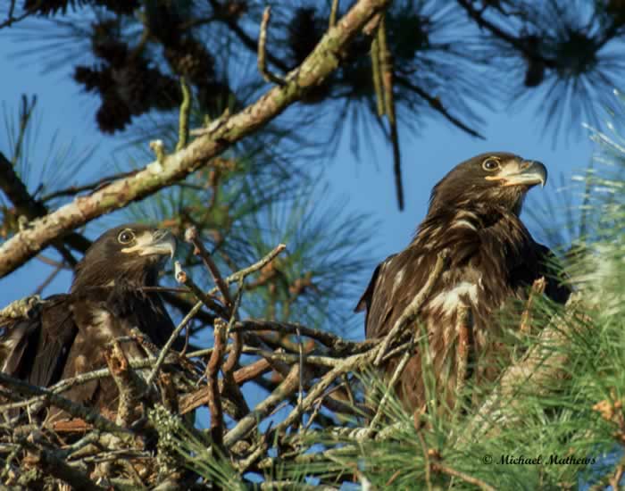 BaldEagle032117 1