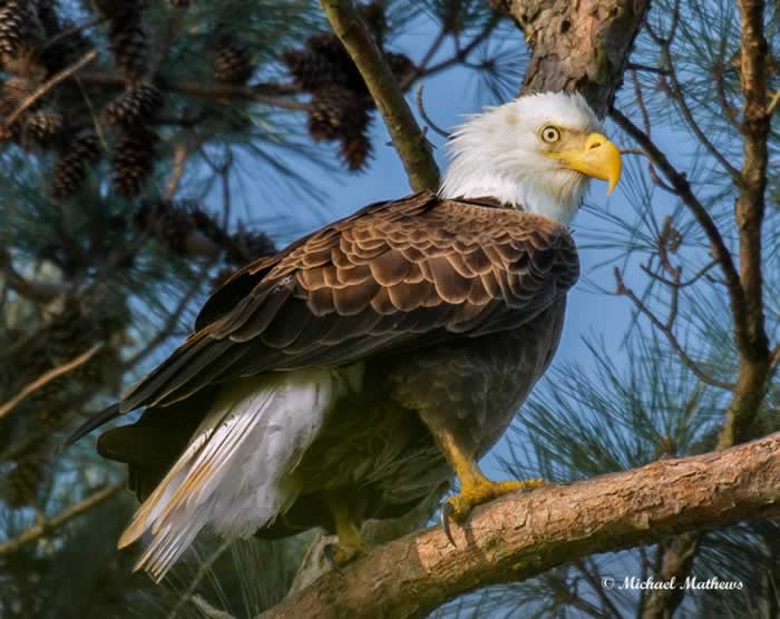 BaldEagleFemale032717 2 2