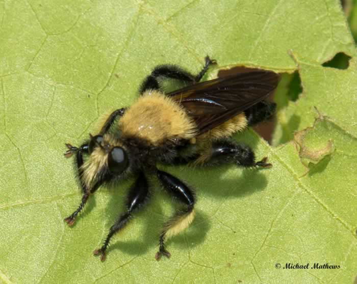 BumbleBeeMimicRobberFly041617 2