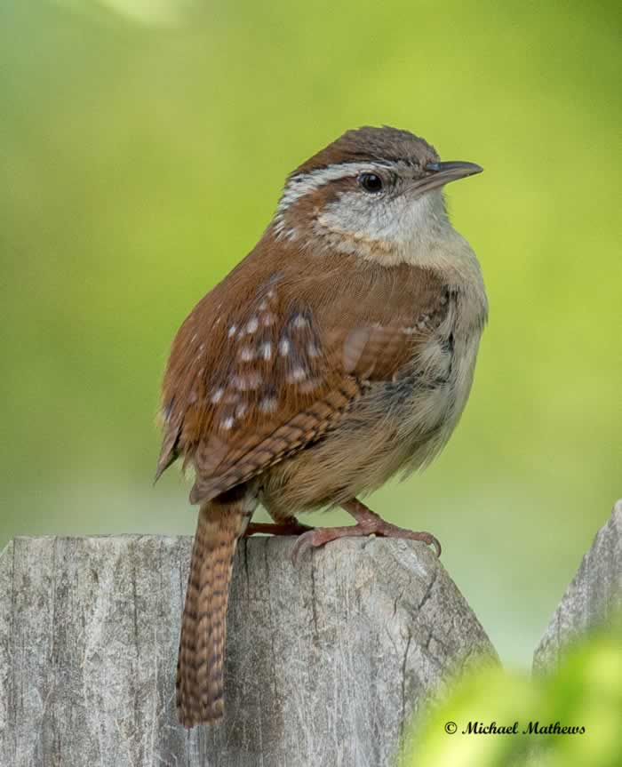 CarolinaWren041417 2