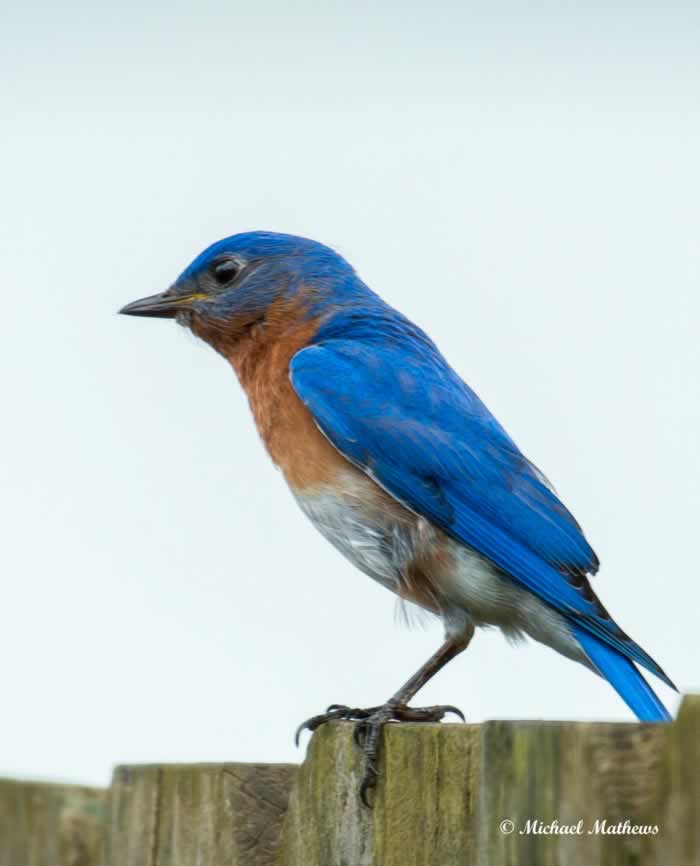 EasternBluebird040217 1