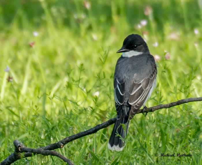 EasternKingbird041417 2