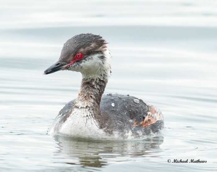 HornedGrebe041717 8