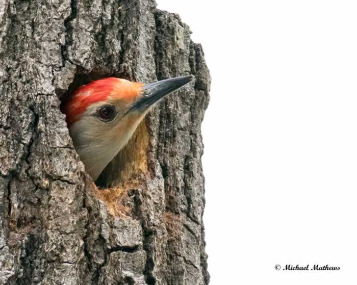 Red belliedWoodpeckerMale031017 1