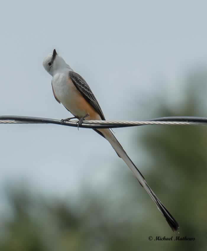 Scissor tailedFlycatcherMale041817 5