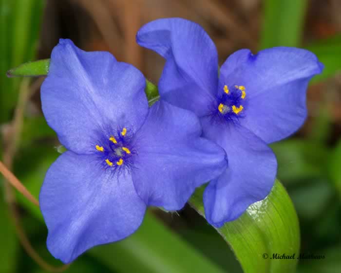 Spiderwort041617 2