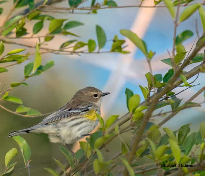 YellowRumpedWarbler030117 2