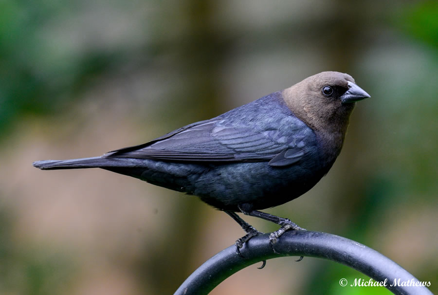 BrownHeadedCowbird04 17 16 1