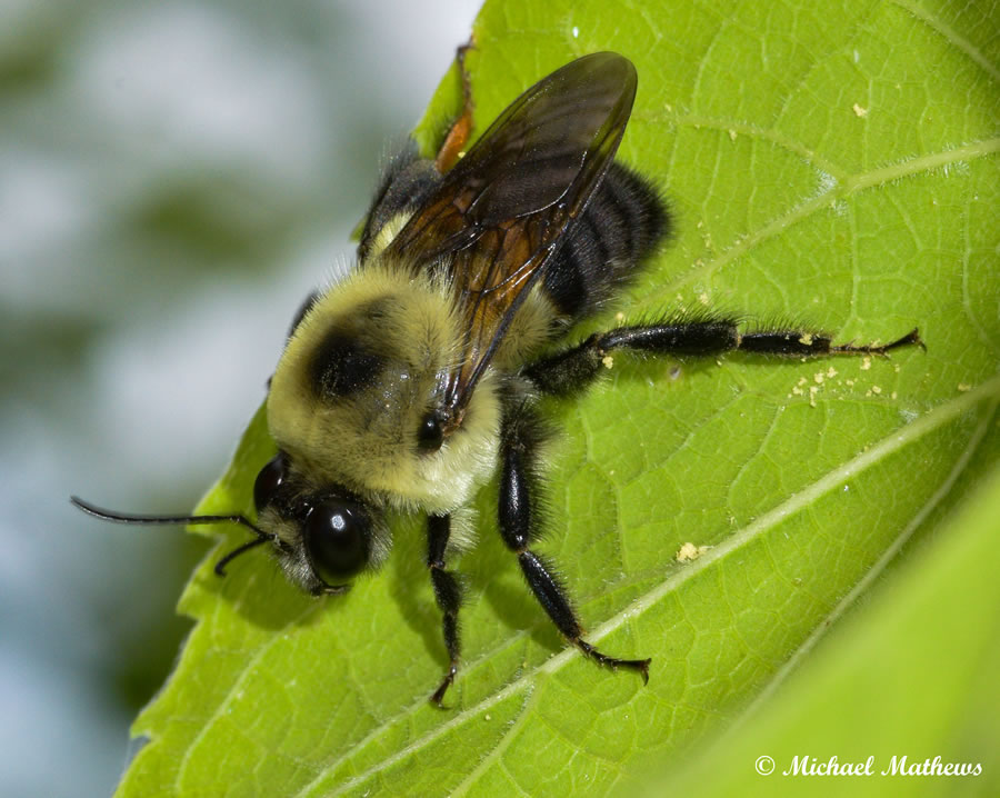 BumbleBee061216 (5 of 1)