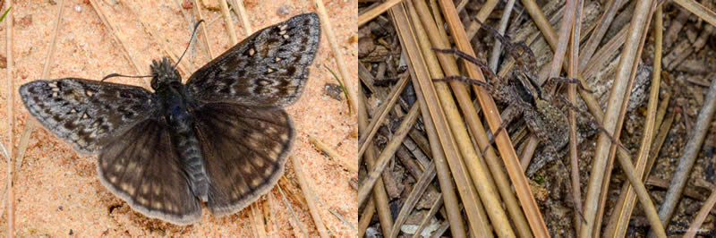 ButterflySpider030716