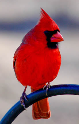 Cardinal011216