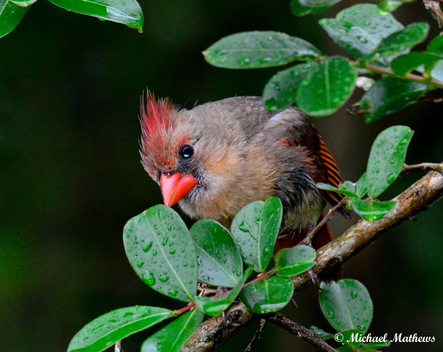 CardinalFemale 04 17 16 1