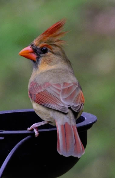 CardinalOnFeeder