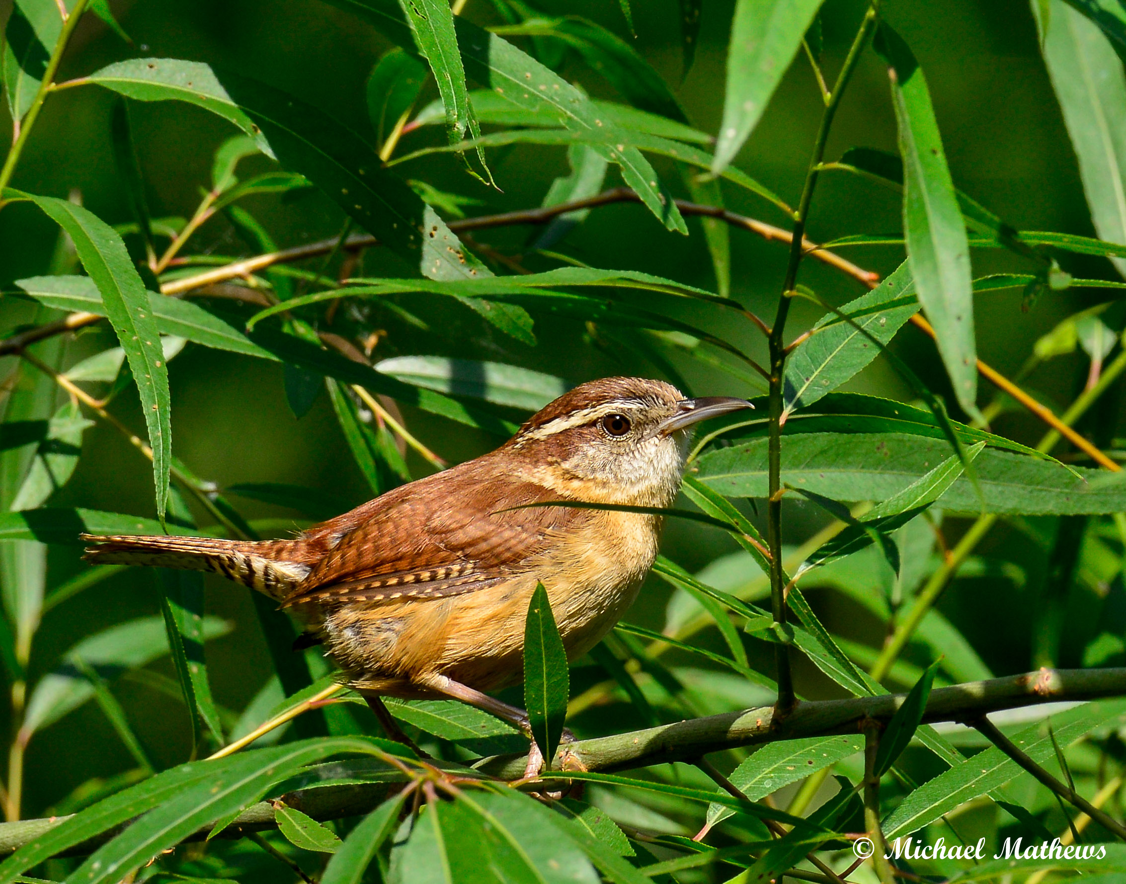 CarolinaWren051816 1