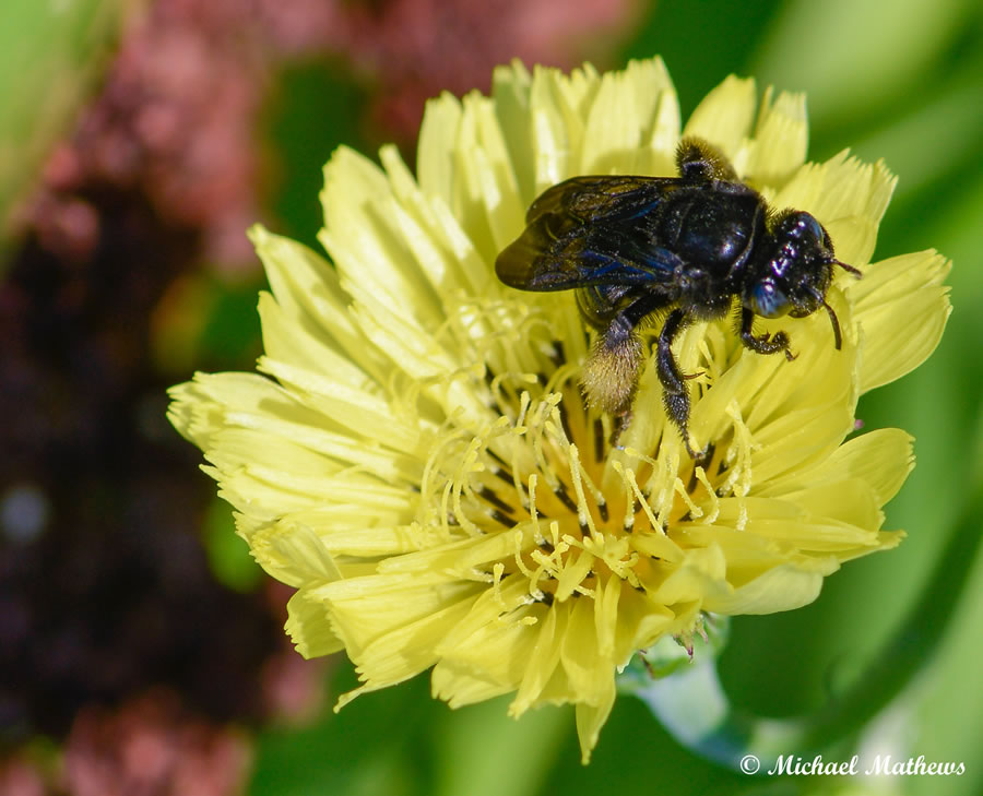 CarpenterBeeOnFalseDandelion 062316 (8 of 1)