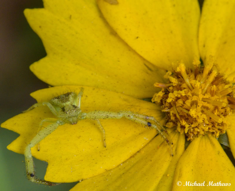 CrabSpider051416 4