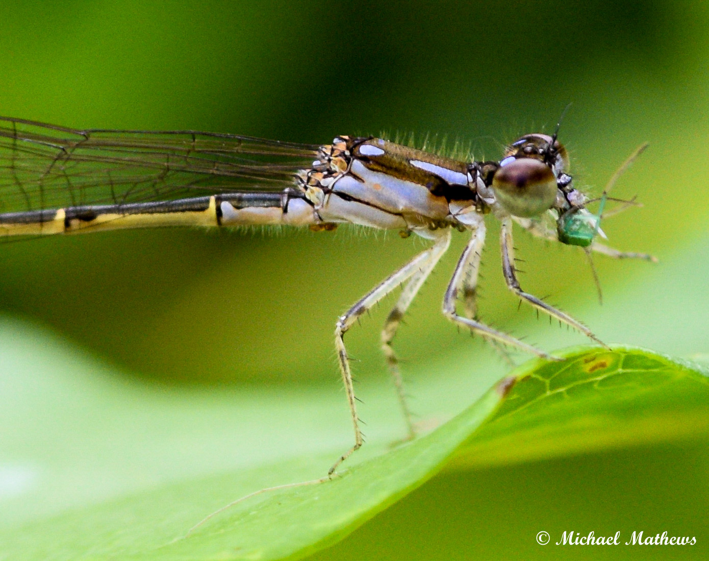 DamselflyWithBreakfast052216 1