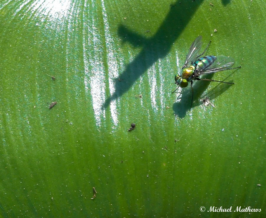 DolichopodidFly 062016 (2 of 1)