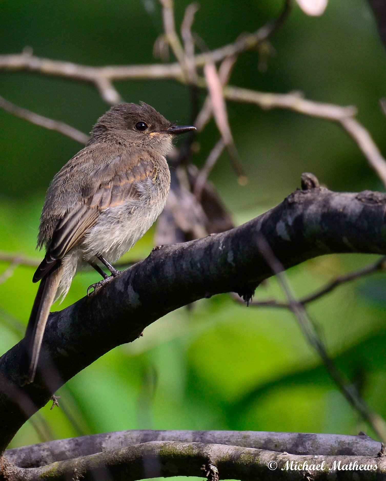 EasternPhoebe051816 1