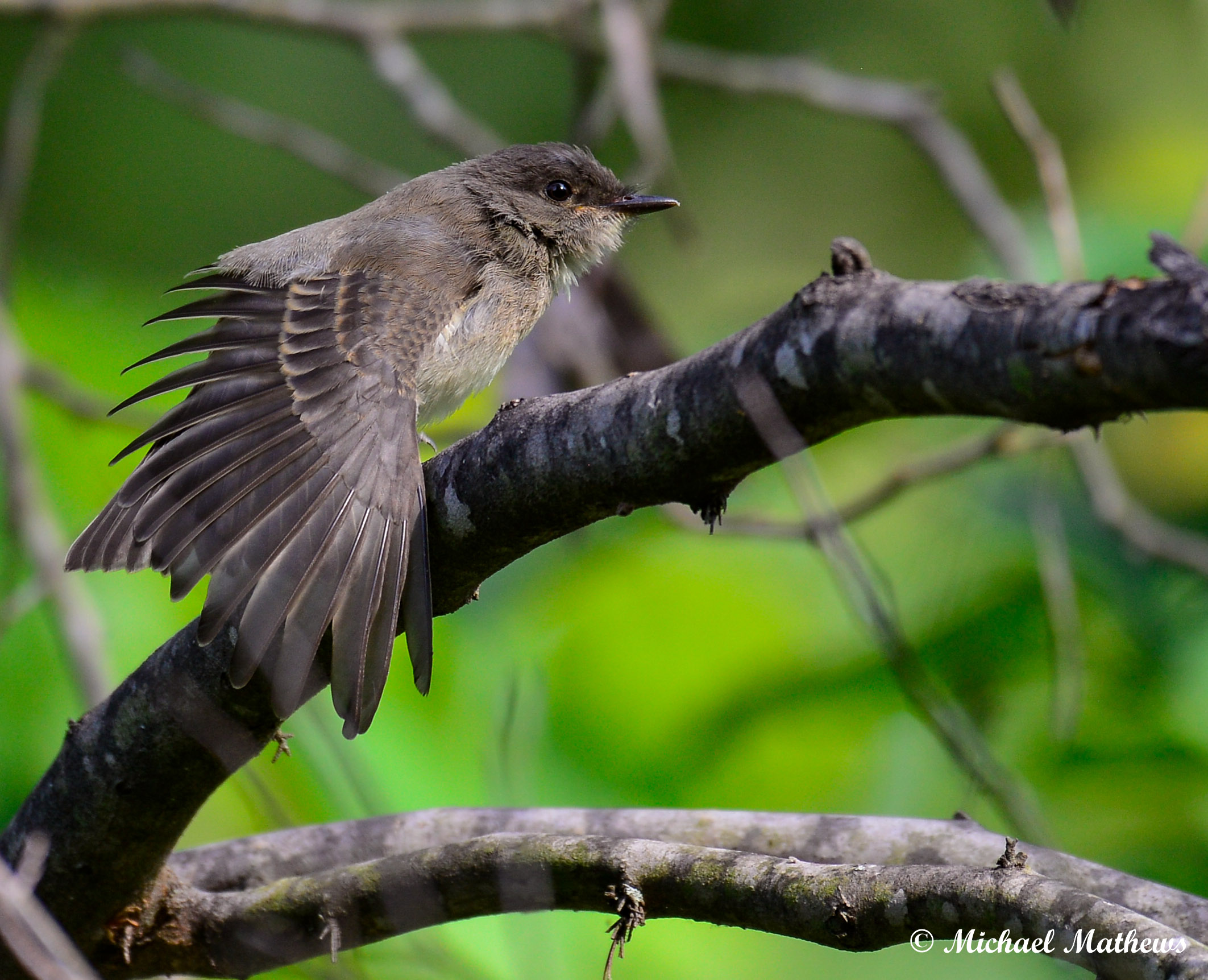 EasternPhoebe051816 2
