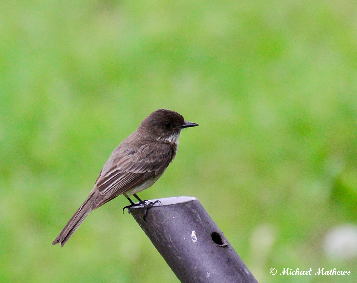 EasternPhoebee050816 1