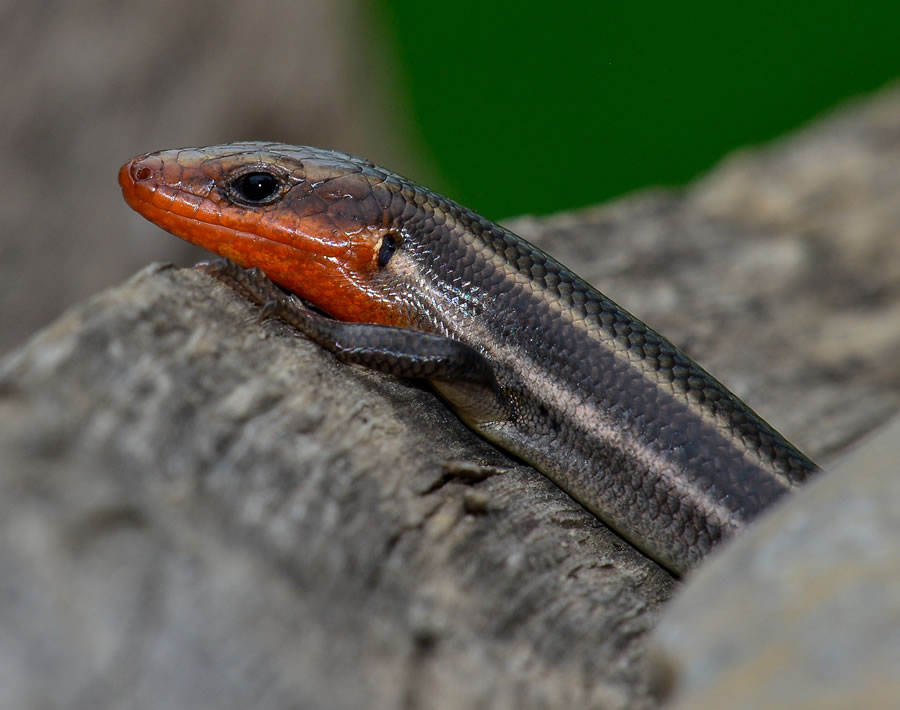 FiveLinedSkinkFemale050316 2