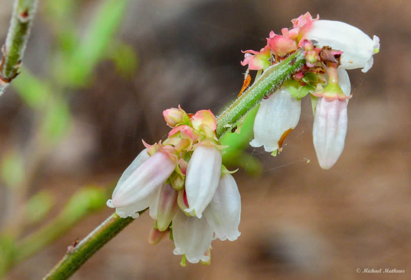 Flower2BNamed03 07 16