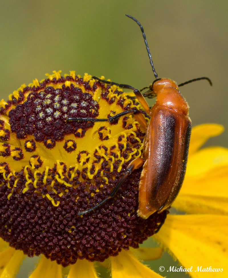 FlowerBugTBNL051416 4