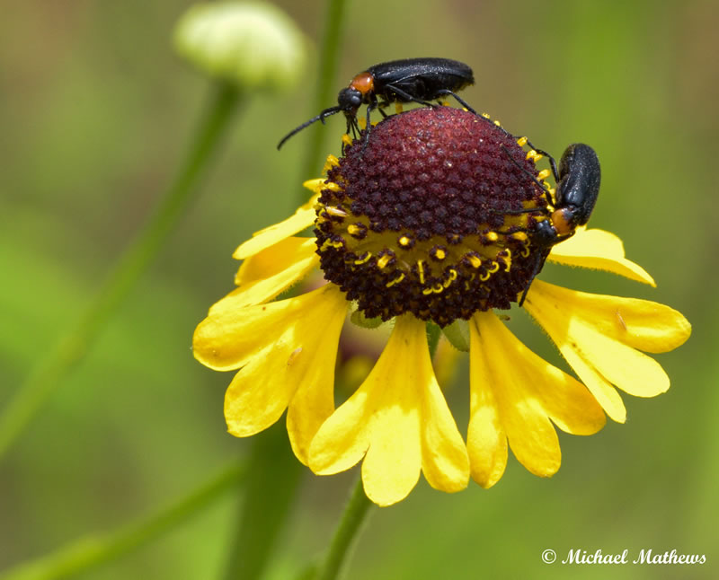 FlowerBugTBNL051416 5