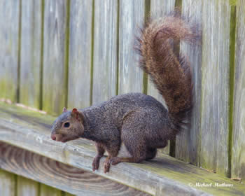 FoxSquirrelMale122716 1