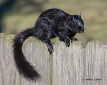 FoxSquirrelMelanistic 1