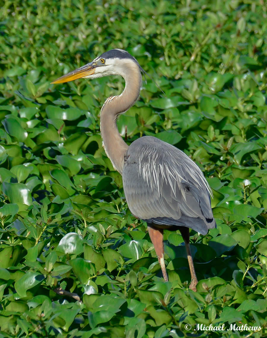 GreatBlueHeron04 22 16 2