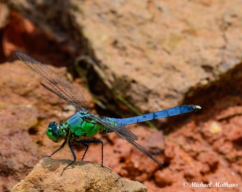 GreenDarner051416 10