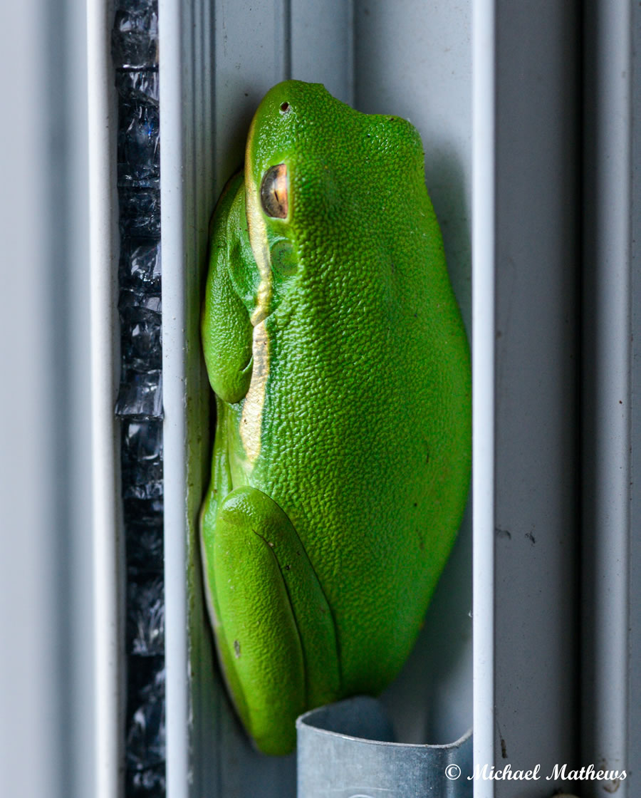 GreenTreefrog 04 17 16 1