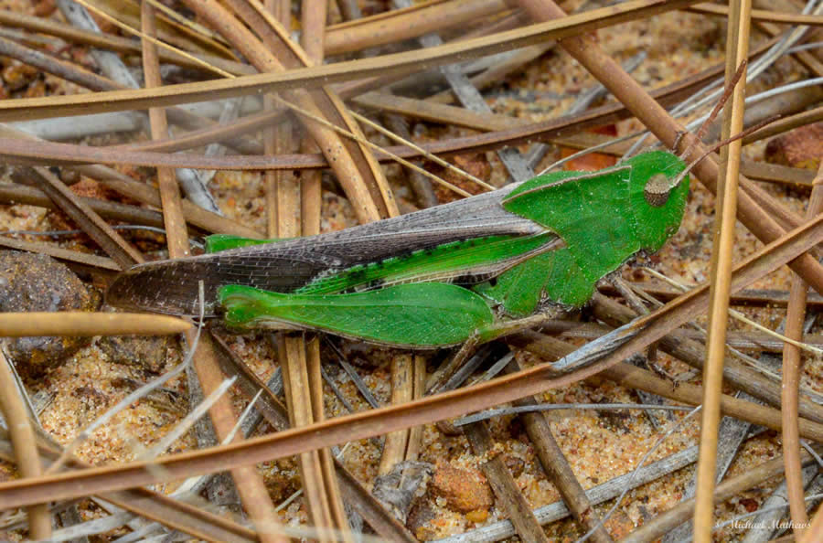 GreyWingedGrasshopper 03 07 16 9