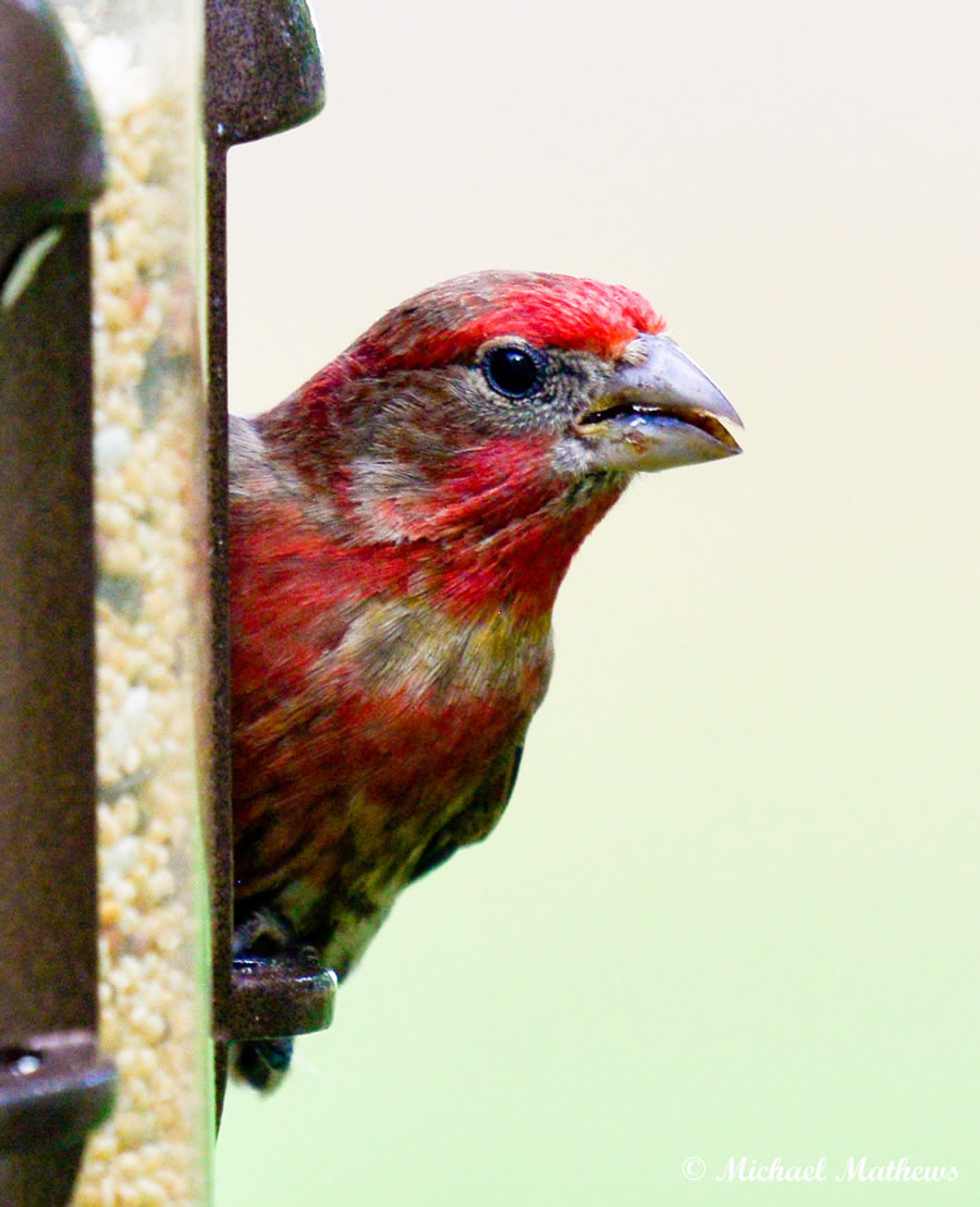 HouseFinch04 22 16 2